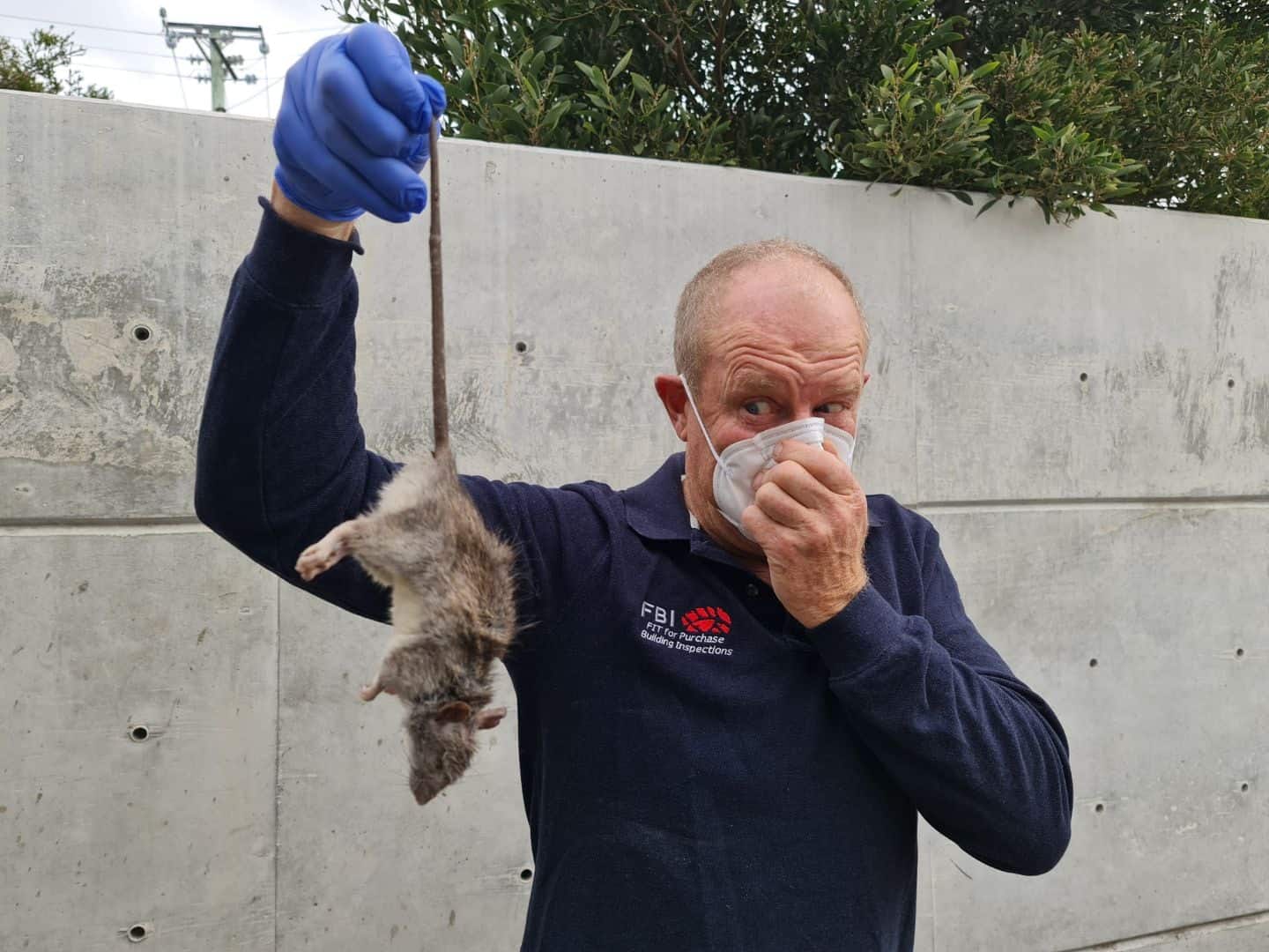 Builder inspector holding a rat using gloves during pest inspection
