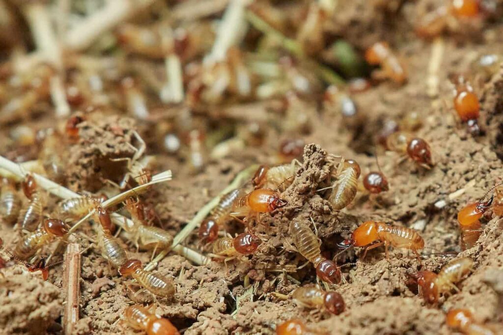 many termites